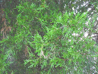 Needles grow from branches of Eastern red cedar.