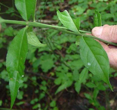 Hand holds strawberry bush leaves.