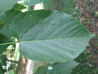 Green leaf hangs from American basswood tree.