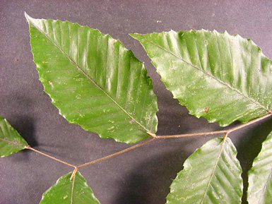 Six green leaves attached to stem from American beech tree.