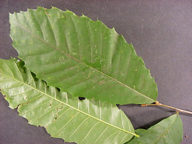 Three leaves from American chestnut tree.