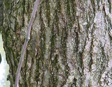 Close-up shows bark of American elm tree.