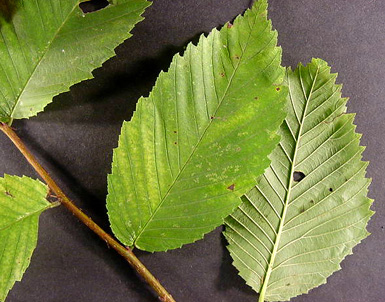 Four American elm leaves attached to stem lie on black background.