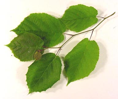 Six green leaves attached to American hazel stem lie on white background.