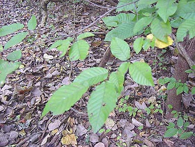 Green leaves grown off branches of American hornbeam.