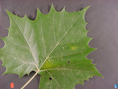 Green leaf from American sycamore lies on black background.