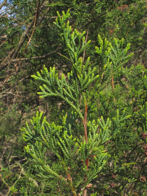 Leaves turned up on Atlantic white cedar tree branch.