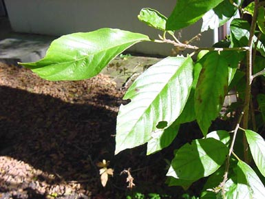 Green leaves grow from Carolina buckthorn tree.