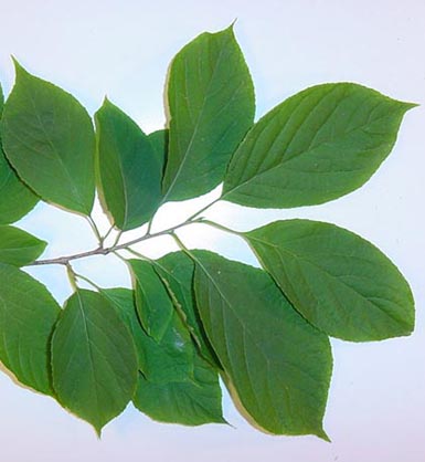 Several green leaves attached to Carolina silverbell stem lie on white background.