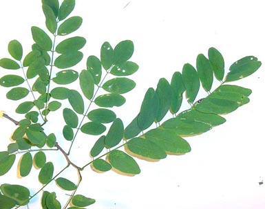 Small green leaves clustered on branch.