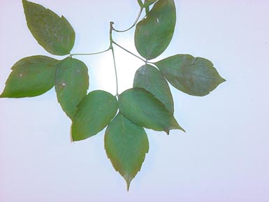 Green leaves from tree.