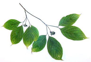 Green leaves on tree branch.