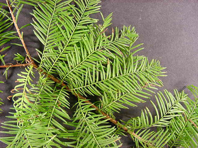 Close-up of small green leaves on tree branch.