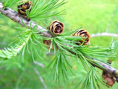 Cones attached to branch with green pine needles