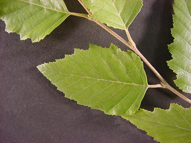 Five green leaves and a stem sit on a dark background.