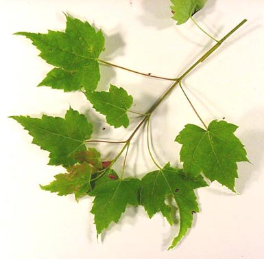 Green leaves and a stem sit on a white background.