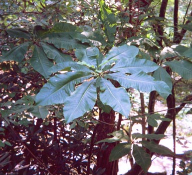 Plant grows in wooded area