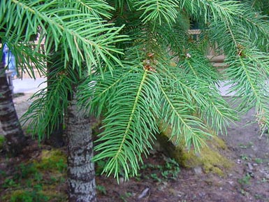 Needles hang off Douglas fir.