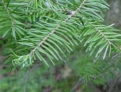 Spiky green leaves grow on tree branch.