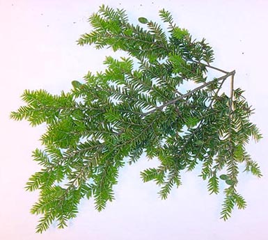 Needles and branch of Eastern hemlock lies on white background.