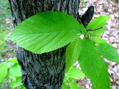 Green leaves grown from Eastern hophornbeam tree.