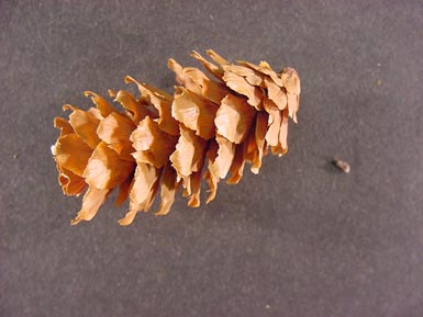 Pine cone from Englemann spruce sits on dark background.