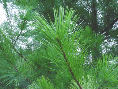 Needle-like leaves grow from branches on tree.