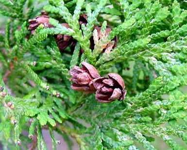 Small cones sit on branches with flattened, green leaves.