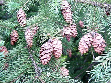 Pine cones hand on branches with pine needles.