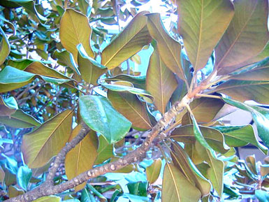 Underside of Southern magnolia leaves and branch.