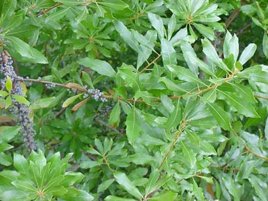 Leaves and branches grow off Southern waxmyrtle.