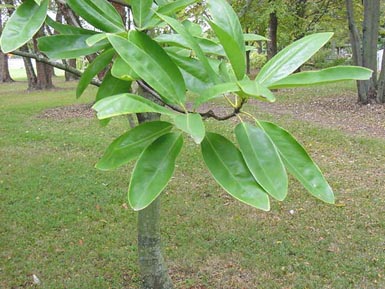 Leaves of sweetbay magnolia grow from tree's branch.