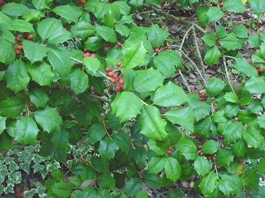 Holly berries grow on branches with green leaves.