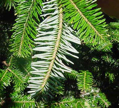 Needles grow from Fraser fir.