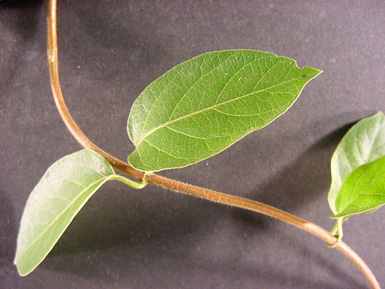 Four green leaves attached to brown stem from Japanese honeysuckle lie on black background.