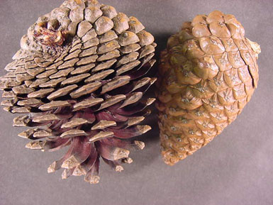 Two Monterey pine cones lie on gray background.