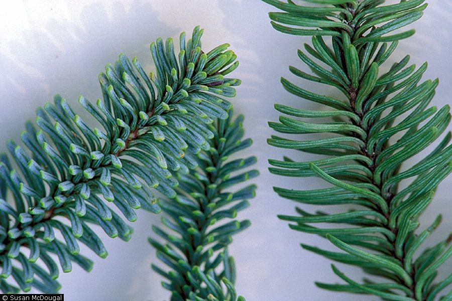 Needles from noble fir lie on white background.