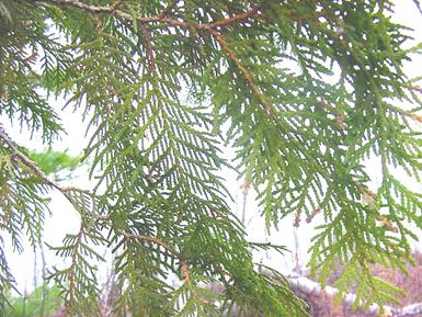 Leaves hang off northern cedar tree.