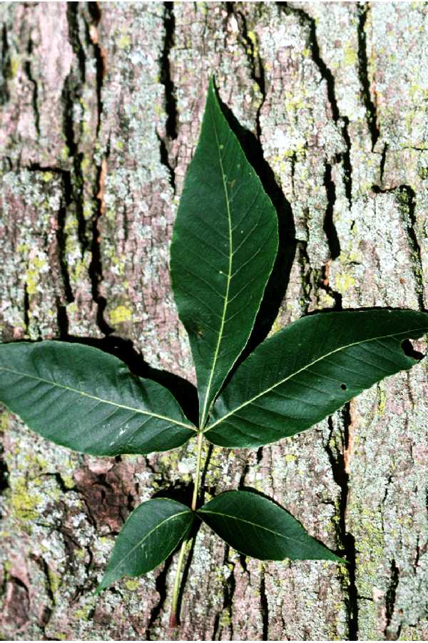 Leaves from pignut hickory sit on tree bark.