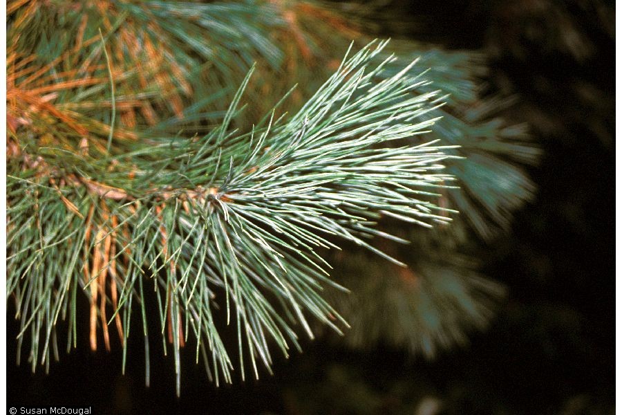 Pine needles extend off sugar pine branch