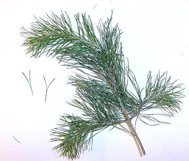 Needles and branch of Virginia pine lie on white background.