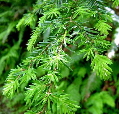 Needles grow on branch of Western hemlock.