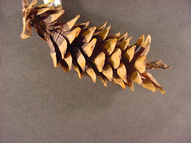 Long, brown pine cone