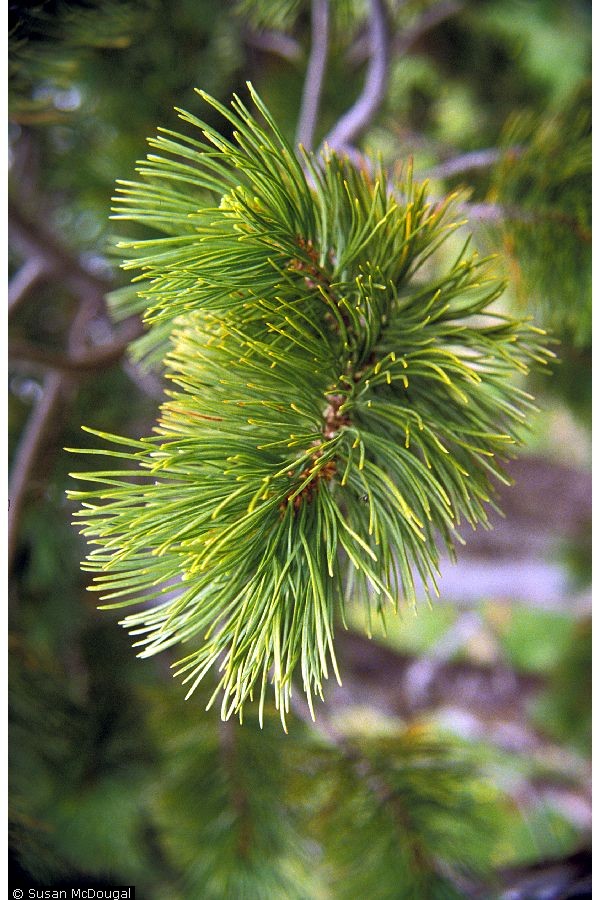 Green pine needles on whitebark pine branch