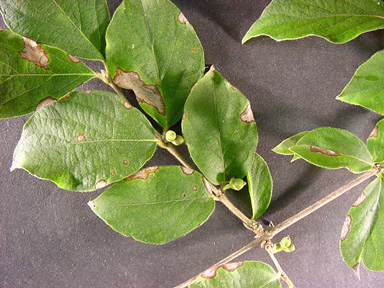 Leaves and stem from amur honeysuckle sit on dark background.