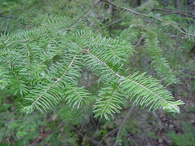 Green needles grow off balsam fir branch.