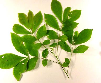 Stem holds several bunches of leaves in front of white background.