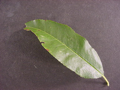 Green leaf from black cherry tree lies on black background.