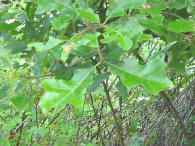 Green leaves grow from branch of tree in wooded area.