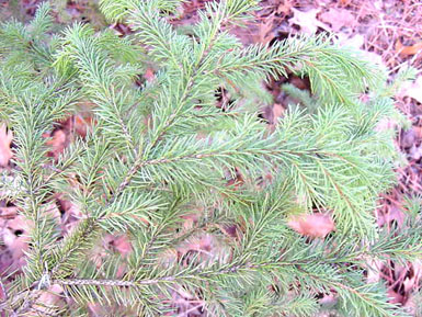 Needles and branch of black spruce shown above ground covered by brown leaves.